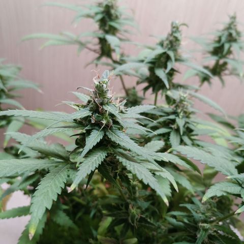 Unknown Mist #1 growlog timeline photo