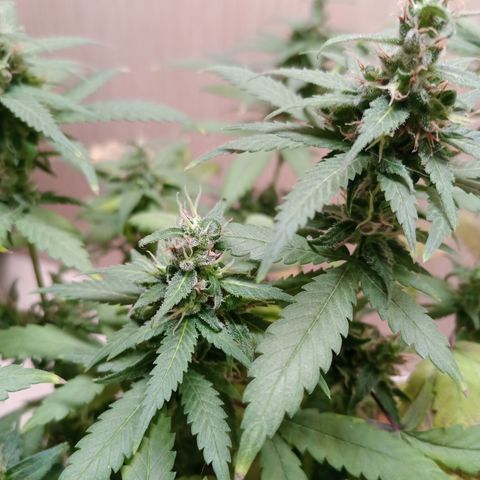 Unknown Mist #1 growlog timeline photo