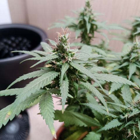 Unknown Mist #1 growlog timeline photo