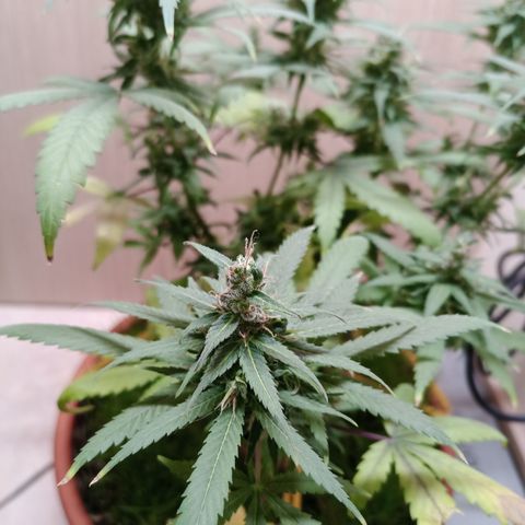 Unknown Mist #1 growlog timeline photo