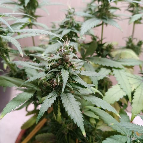 Unknown Mist #1 growlog timeline photo