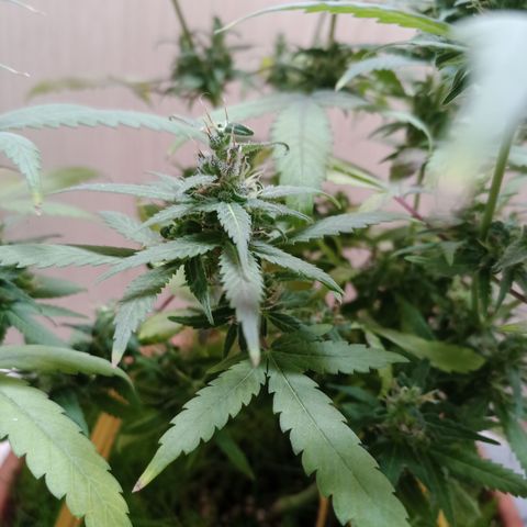 Unknown Mist #1 growlog timeline photo