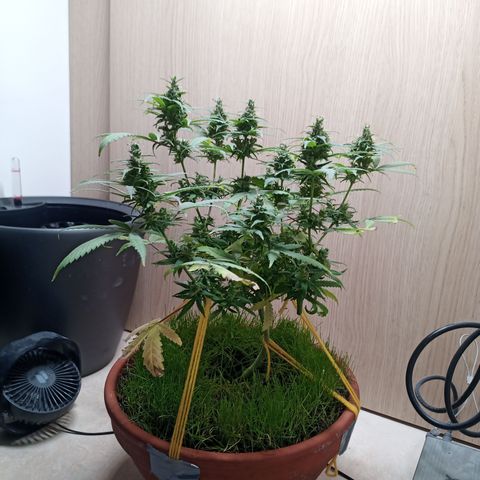 Unknown Mist #1 growlog timeline photo