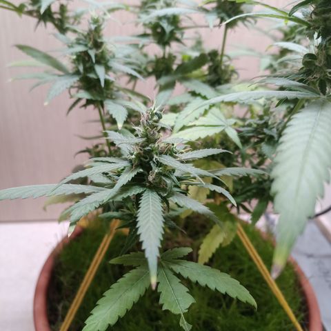 Unknown Mist #1 growlog timeline photo