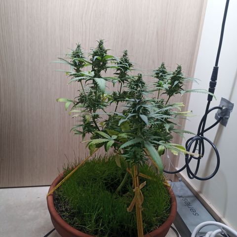 Unknown Mist #1 growlog timeline photo