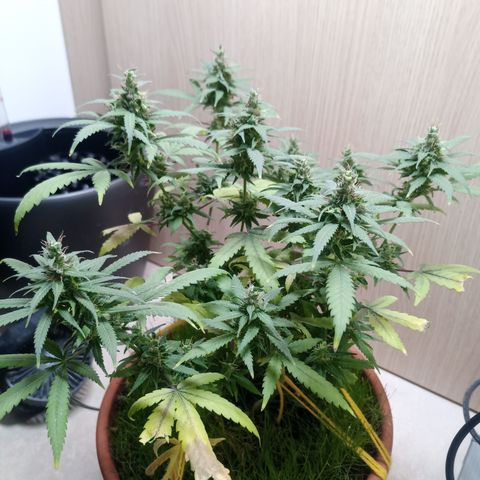 Unknown Mist #1 growlog timeline photo