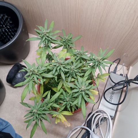 Unknown Mist #1 growlog timeline photo
