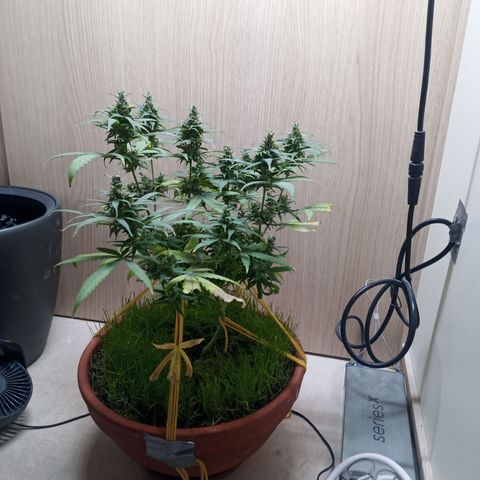 Unknown Mist #1 growlog timeline photo