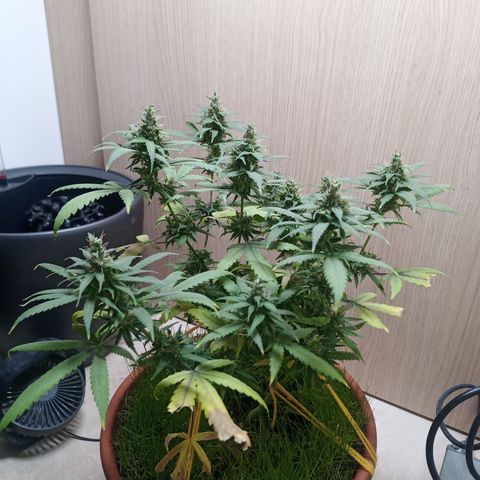 Unknown Mist #1 growlog timeline photo