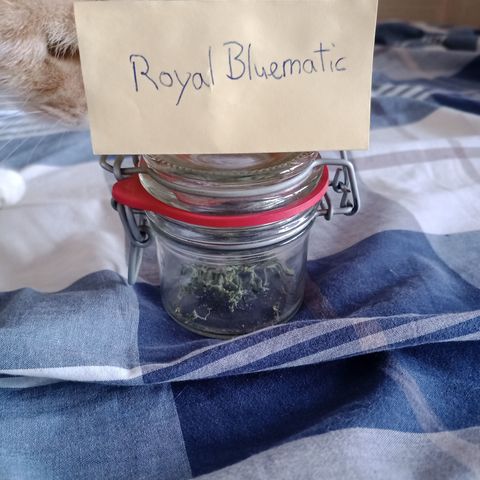 Royal Bluematic  growlog timeline photo