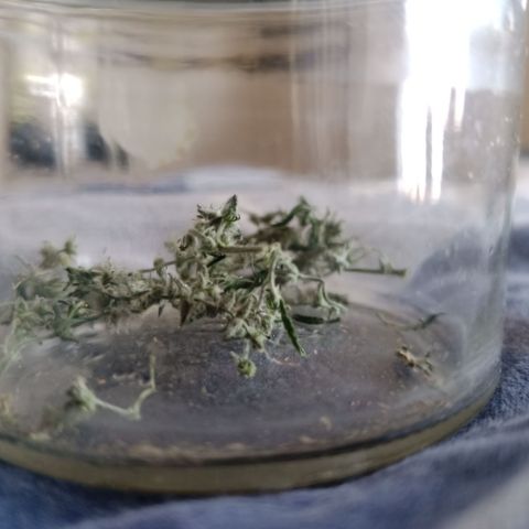 Royal Bluematic  growlog timeline photo