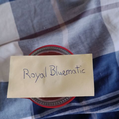 Royal Bluematic  growlog timeline photo