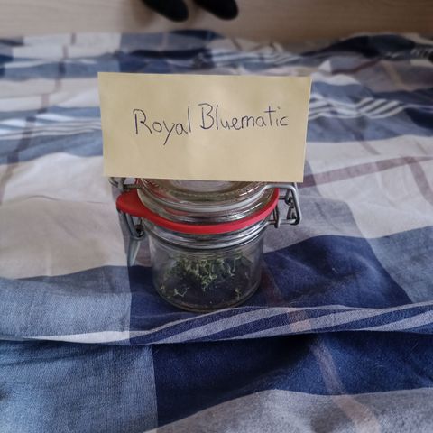 Royal Bluematic  growlog timeline photo