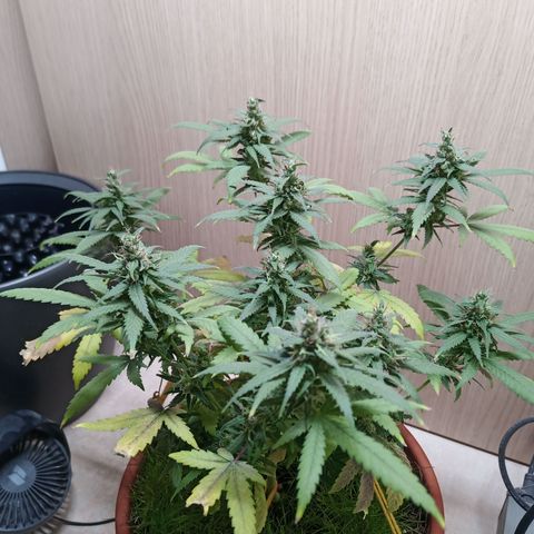 Unknown Mist #1 growlog timeline photo