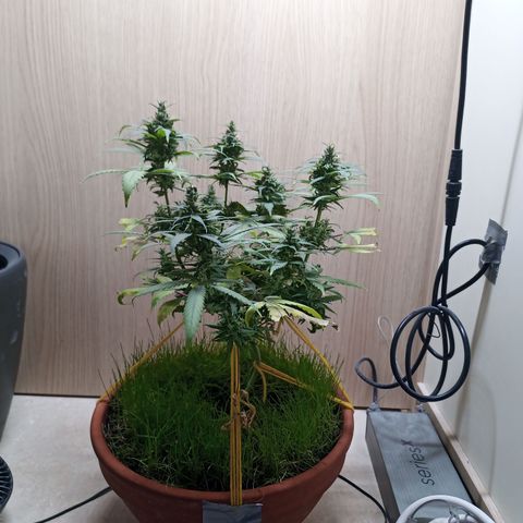 Unknown Mist #1 growlog timeline photo