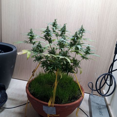 Unknown Mist #1 growlog timeline photo