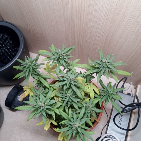 Unknown Mist #1 growlog timeline photo