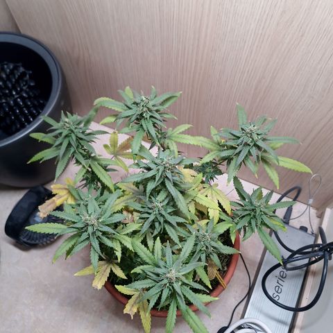 Unknown Mist #1 growlog timeline photo