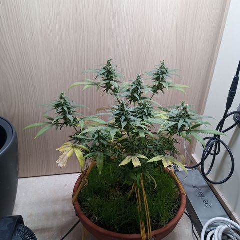 Unknown Mist #1 growlog timeline photo