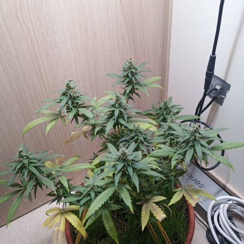 Unknown Mist #1 growlog timeline photo