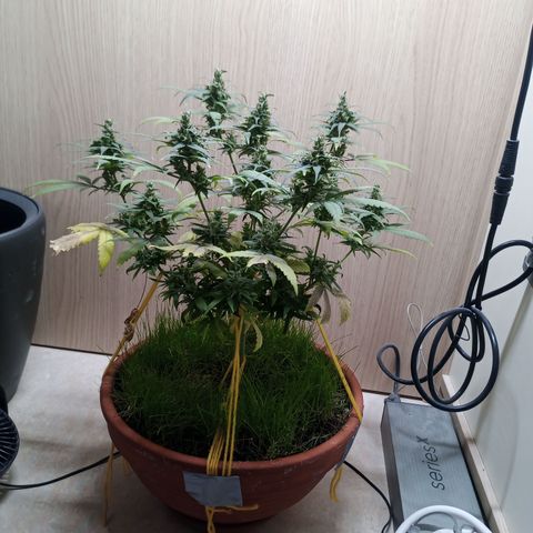 Unknown Mist #1 growlog timeline photo