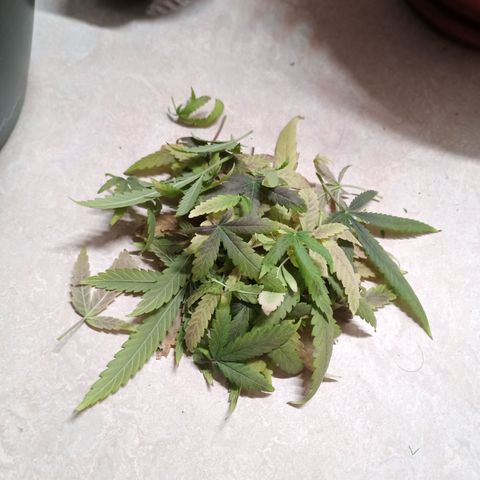 Unknown Mist #1 growlog photo: entlaubt