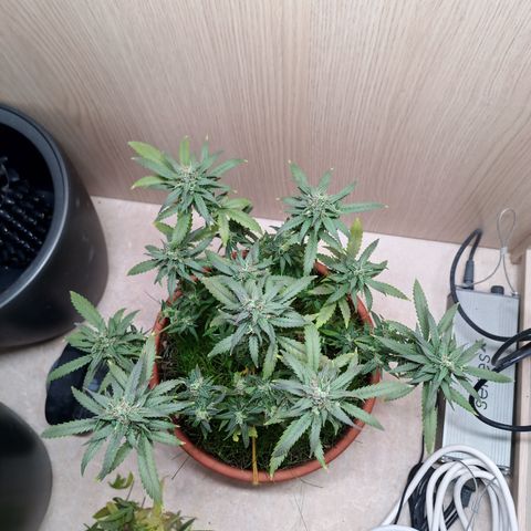 Unknown Mist #1 growlog photo: entlaubt