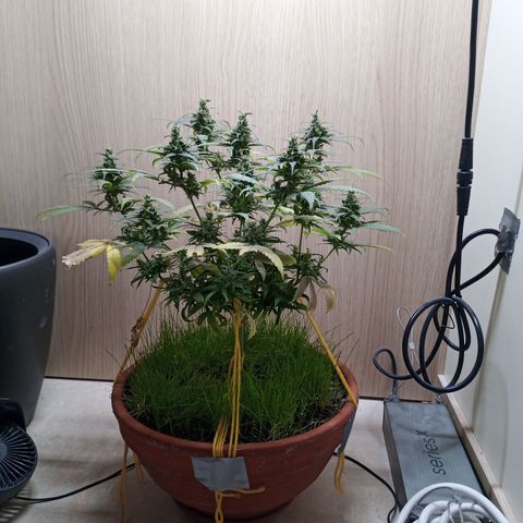 Unknown Mist #1 growlog timeline photo