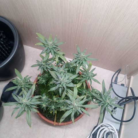 Unknown Mist #1 growlog timeline photo