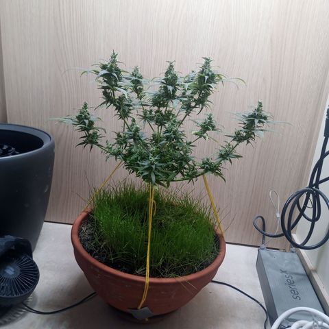 Unknown Mist #1 growlog timeline photo
