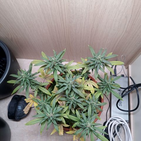 Unknown Mist #1 growlog timeline photo