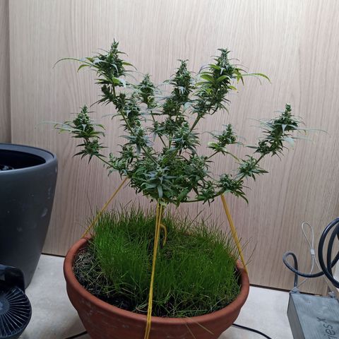 Unknown Mist #1 growlog photo: entlaubt
