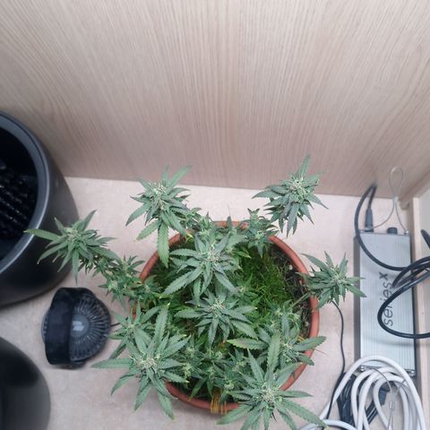 Unknown Mist #1 growlog photo: entlaubt