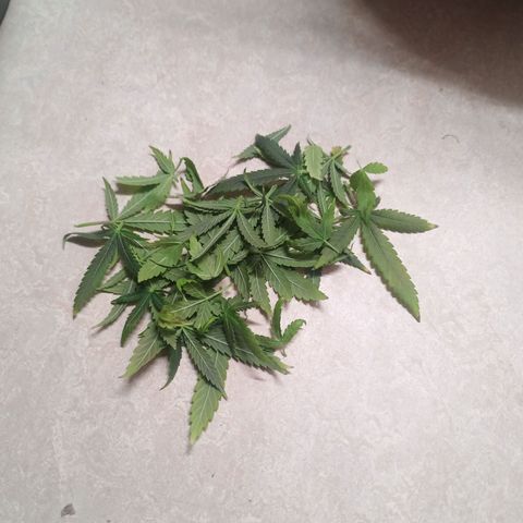 Unknown Mist #1 growlog photo: entlaubt