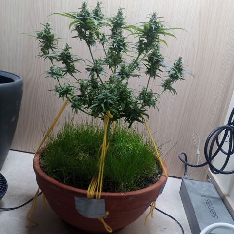 Unknown Mist #1 growlog photo: entlaubt