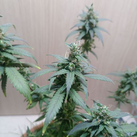 Unknown Mist #1 growlog timeline photo