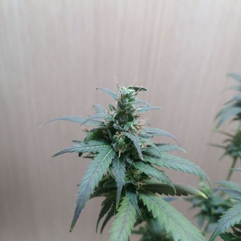 Unknown Mist #1 growlog timeline photo