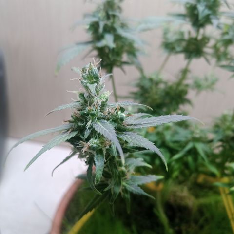 Unknown Mist #1 growlog timeline photo