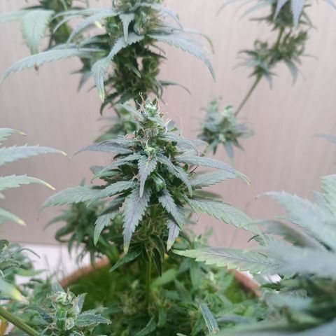 Unknown Mist #1 growlog timeline photo