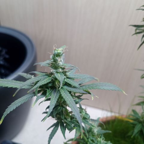 Unknown Mist #1 growlog timeline photo