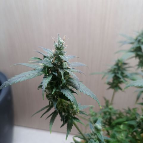 Unknown Mist #1 growlog timeline photo