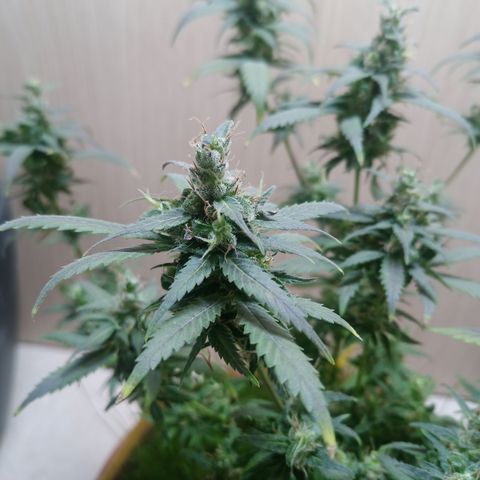 Unknown Mist #1 growlog timeline photo
