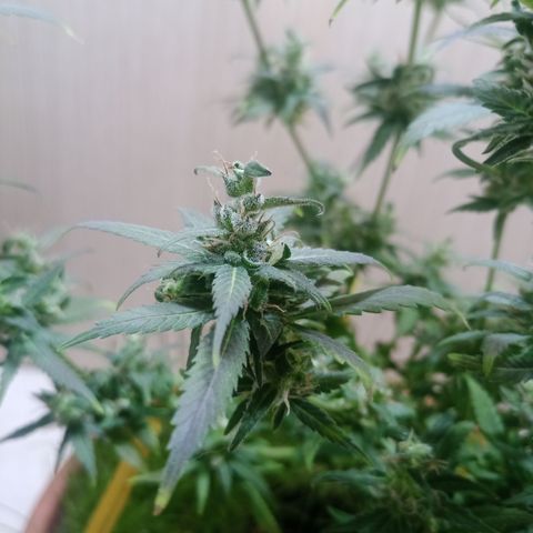 Unknown Mist #1 growlog timeline photo
