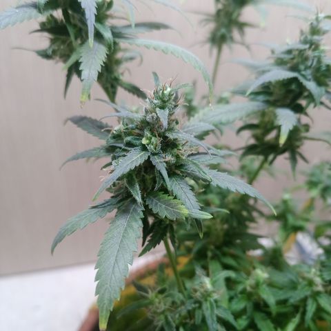 Unknown Mist #1 growlog timeline photo