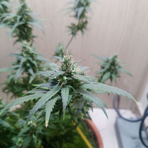 Unknown Mist #1 growlog timeline photo