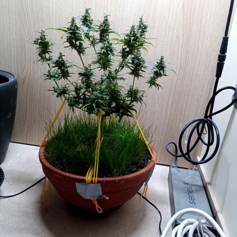 Unknown Mist #1 growlog timeline photo