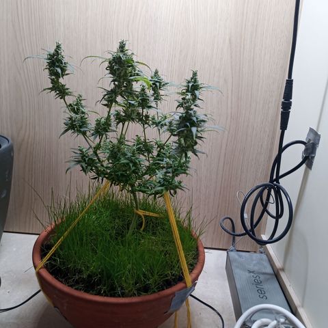 Unknown Mist #1 growlog timeline photo