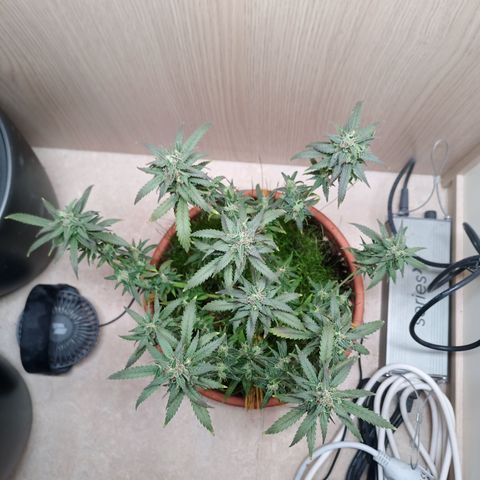 Unknown Mist #1 growlog timeline photo