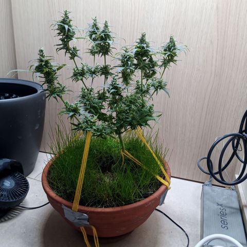 Unknown Mist #1 growlog timeline photo