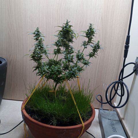 Unknown Mist #1 growlog timeline photo